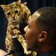 Image for article titled Hey, Buds? The Westminster Dog Show Is Almost Here, and This Year They're Showing CATS